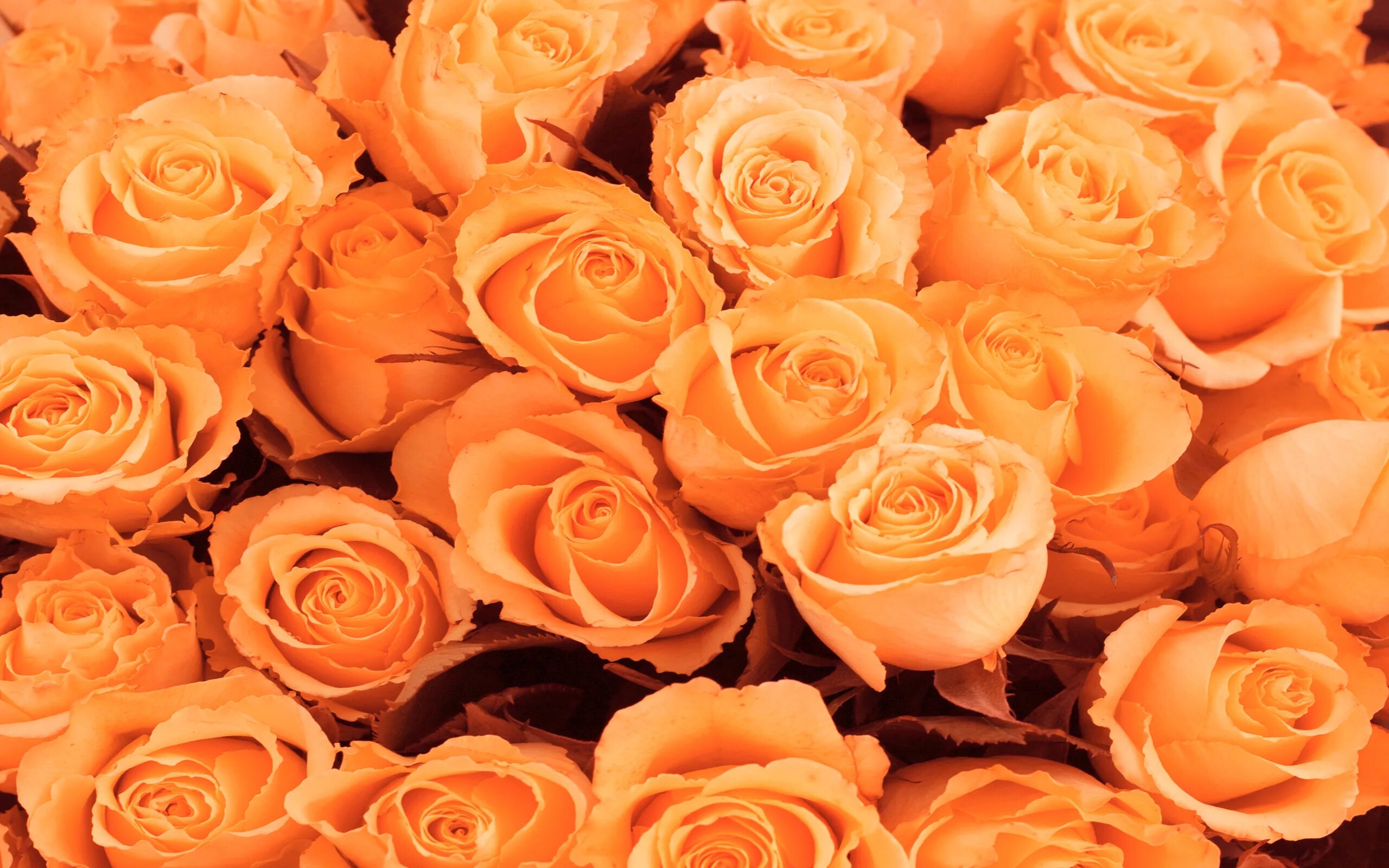 Оранжевые розы к чему. Оранжевые и персиковые розы.