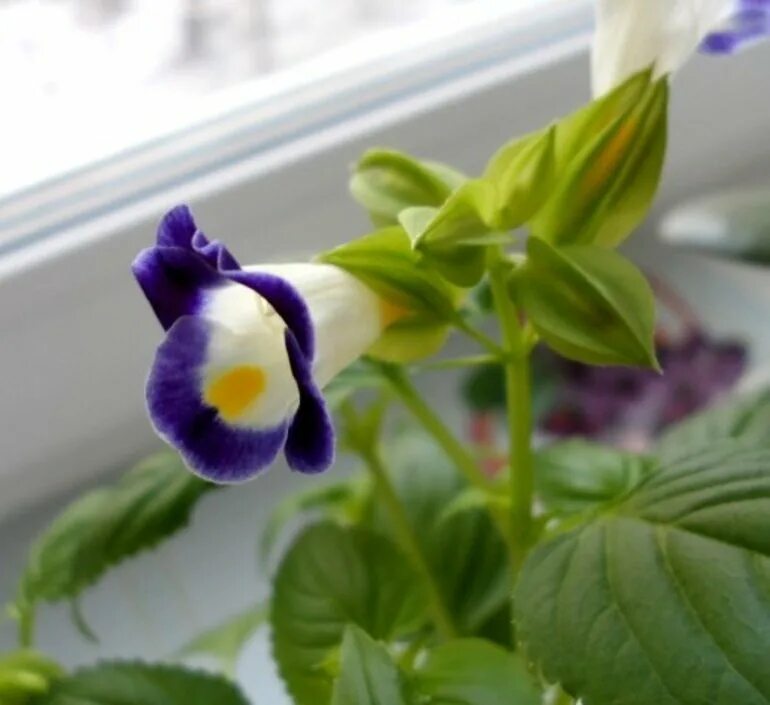 торения семена. торения каваи бургунди. торения дюшес. торения цветы. торения черенкованием.