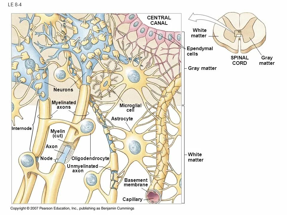 Central canal. Spinal Cord Gray matter. Ependymal Cells. Neuroglia. The General Organization of the nervous System..