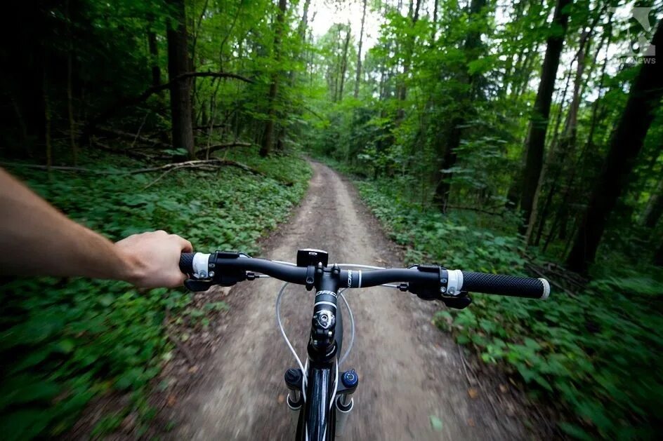Лес велосипедист. Велосипед в лесу. Велосипедная трасса в лесу. Велосипедные тропы. На велосипеде по лесу.