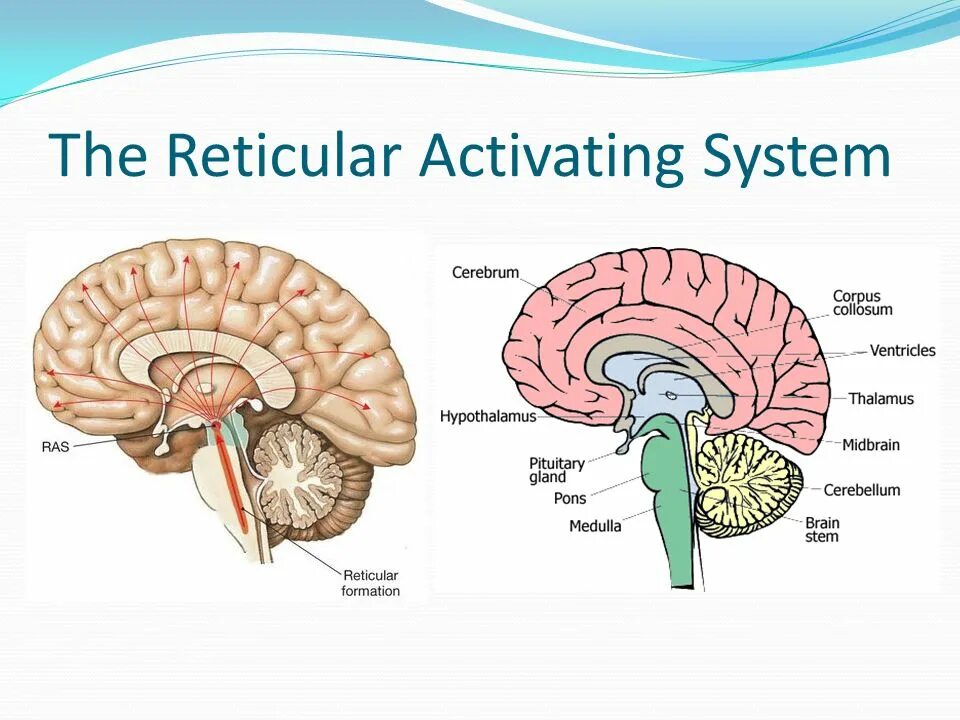 Activate system. Reticular activating System. Reticular. Reticular formation. Reticular activating System and Cortex.