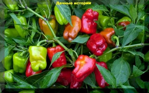 Переработать перец