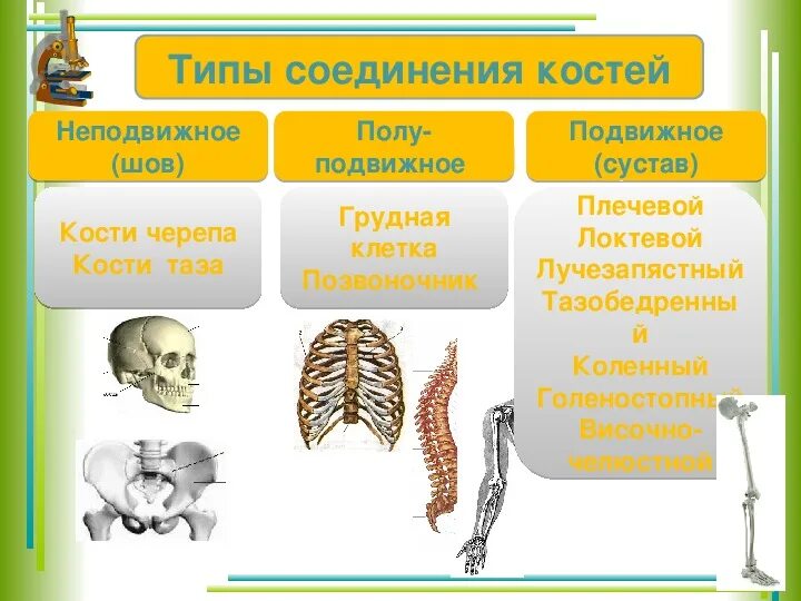 Типы соединения костей 8 класс. Схема строения соединения костей. Схема типы соединения костей биология 8 класс. Типы соединения костей 8 класс биология.