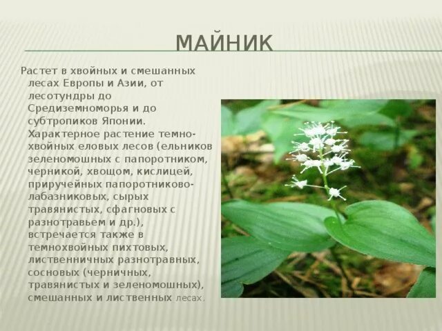 Какие растения характерны для елового леса. Майник двулистный. Майник растение. Лист майника двулистного. Майник строение.