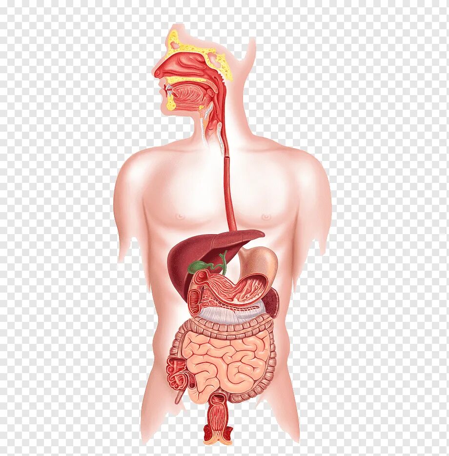 Изображения систем органов человека. Пищеварительная система человека. Пищеварительный тракт человека. Система ЖКТ человека. Желудочно кишечный тракт это пищеварительная система.