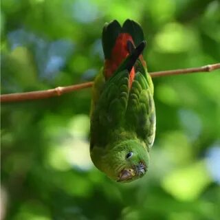Does birds