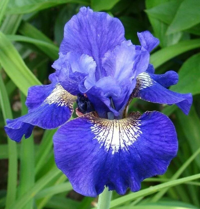 Iris pdf. Ирис сибирский iris sibirica. цветок сибирский ирис касатик. ирис сибирский (iris sibirica `barcelona`). ирис сибирский пинк парфейт.