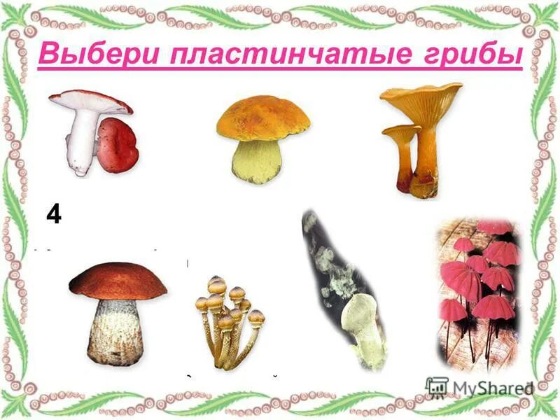 шляпочные грибы трубчатые и пластинчатые. трубчатые ядовитые и несъедобные грибы. грибы шляпочные и трубчатые. шляпки пластинчатых и трубчатых грибов. трубчатые и пластинчатые грибы 5 класс биология.