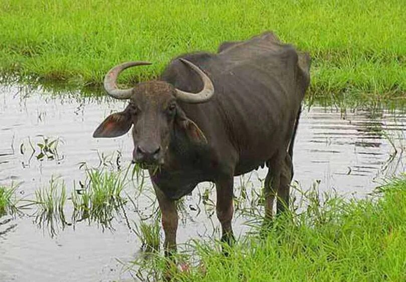 Buffalo чисто папа. Каприкоме Буффало. Водяной буйвол. Африканский буйвол. Буйволы в Молдове.