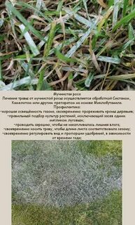 Мучнистая роса чем обработать