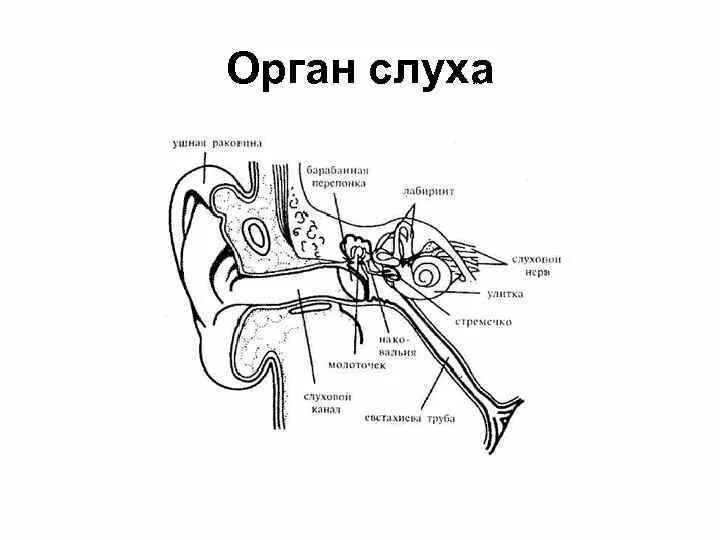 Основные органы слуха. Строение уха человека биология. Строение уха человека схема ЕГЭ. Схема строения органа слуха. Строение органа слуха рисунок биология 8 класс.
