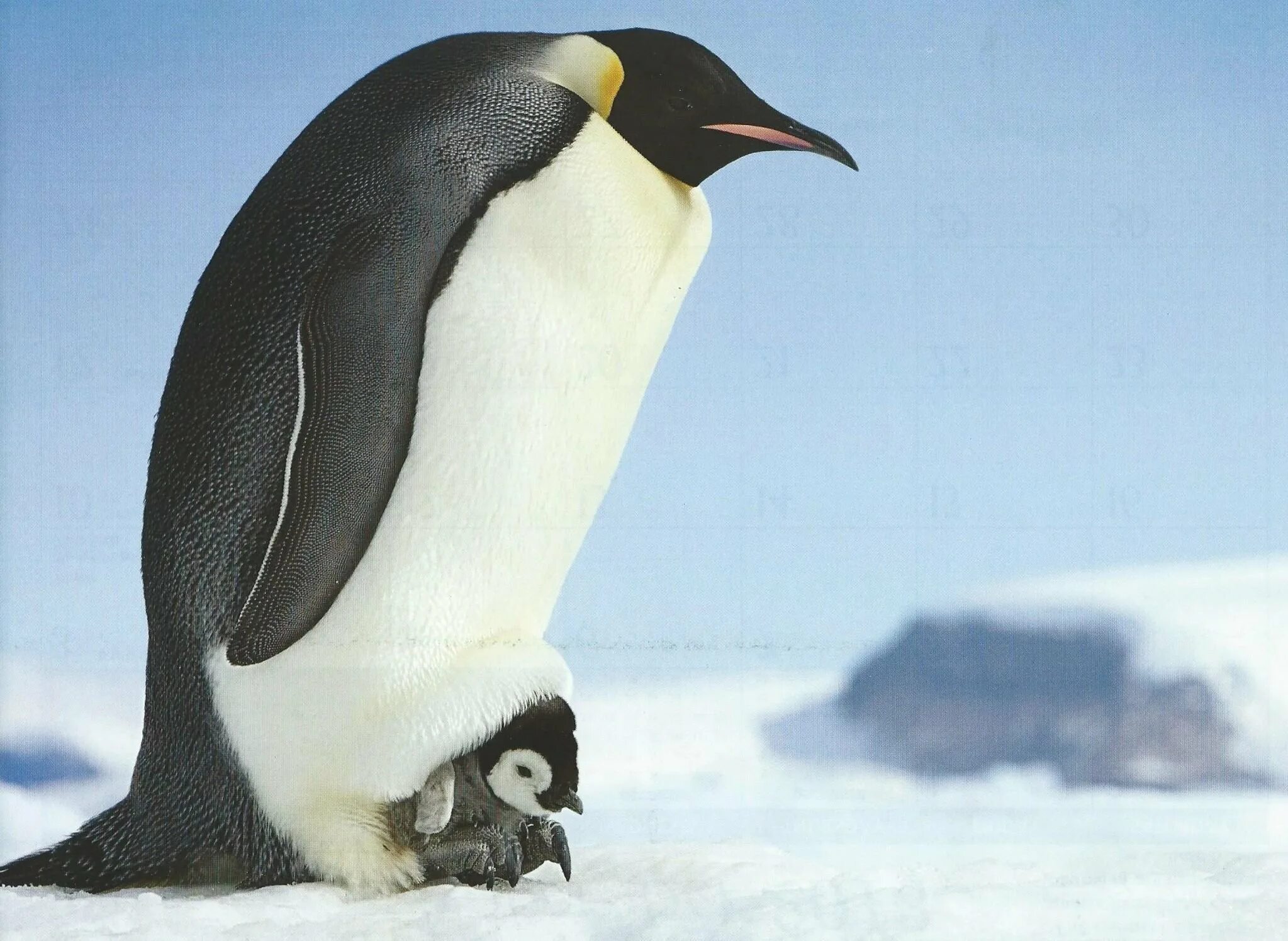 Emperor penguin. Императорский Пингвин в Антарктиде. Королевский Пингвин в Антарктиде. Животные Антарктиды Императорский Пингвин. Антарктический Императорский Пингвин.