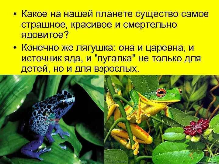 Интересные факты о лягушках. Интересные факты о лягушках
