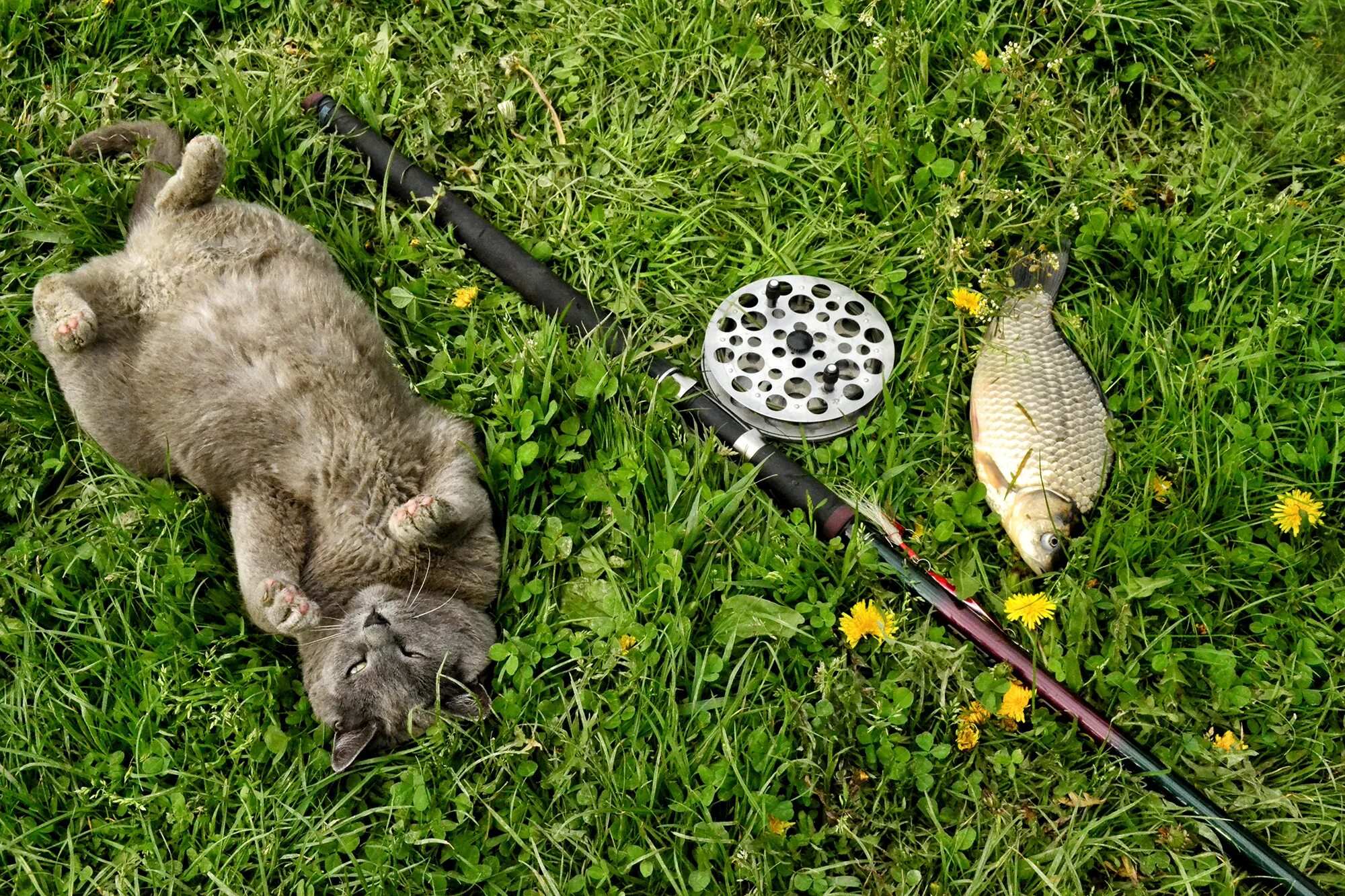 Рыба кошка. Кот и рыба юмор. Кошачий корм для рыбалки.