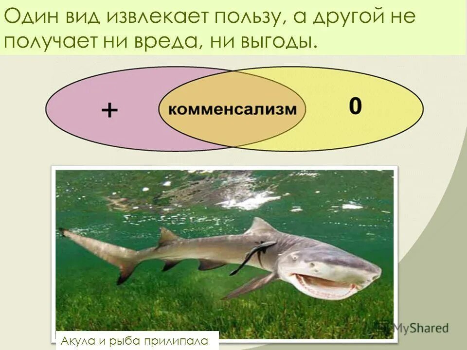 Акулы и рыбы тип взаимоотношений. Рыба прилипала и акула. акула и рыба прилипала тип взаимоотношений. один вид получает пользу другой не испытывает вреда. рыба прилипала это вид взаимоотношений.