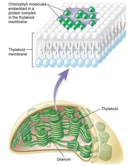 Хлорофилл в мембране. Как выглядит хлорофилл. Молекула хлорофилла в растениях. Фотосинтез происходит в клетках содержащих хлорофилл