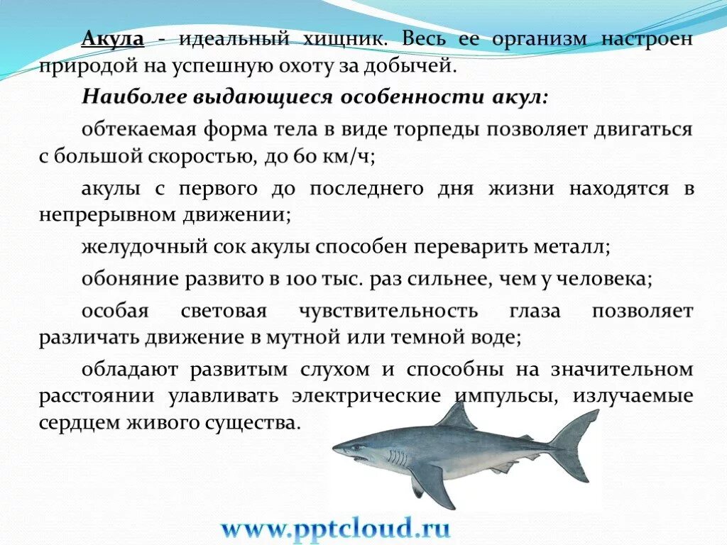 Обитателем какой среды является акула. Характеристика акул. краткая характеристика акул. общая характеристика белой акулы. акула рыба описание.