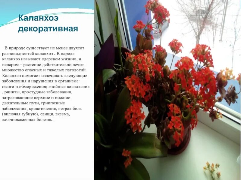 Каланхоэ значение цветка. Каланхоэ дерево жизни. сообщение о каланхоэ кратко.