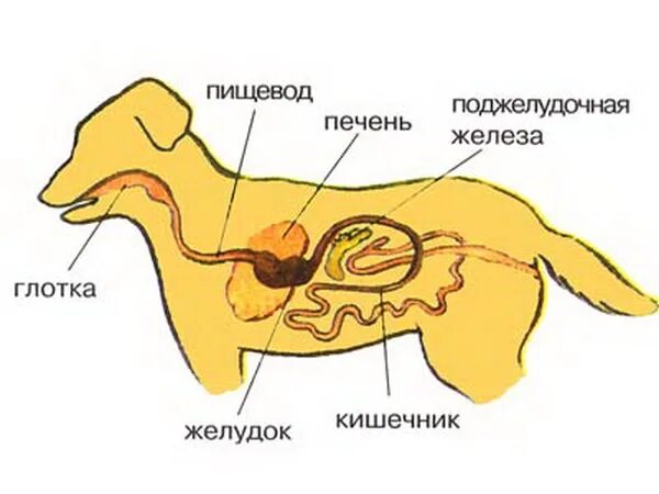 Пищевод собаки