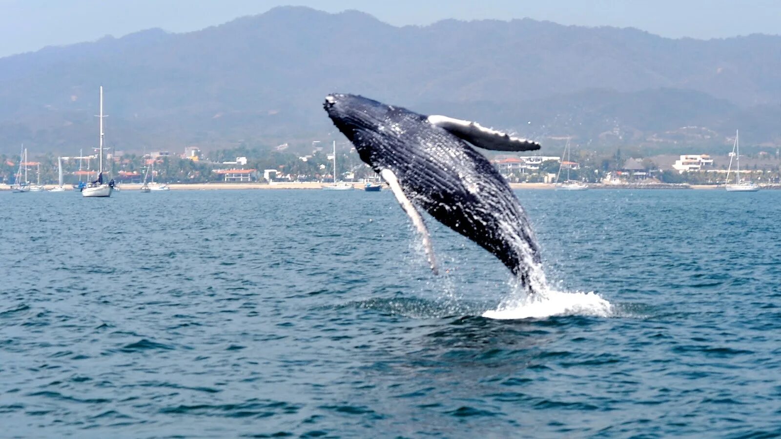 ханна фрейзер русалка. сон горбатый кит. касатка кит кит дельфин акула. синий кит. киты в доминикане.