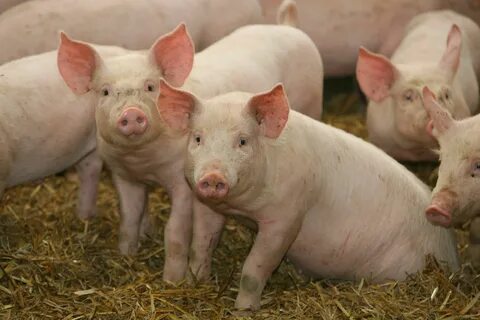 Five pigs