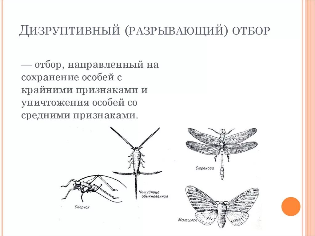 Насекомые с крыльями и без дизруптивный отбор. Дизруптивный (разрывающий) отбор. Дизруптивный отбор отбор. Примеры разрывающего естественного отбора.