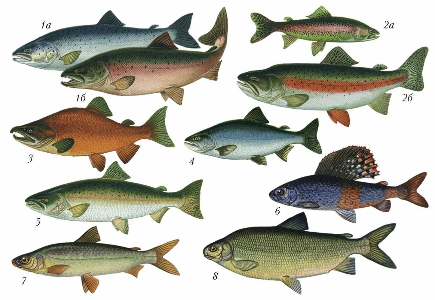 Породы красных рыб. Горбуша семейство лососевых. Рыба семейства лососевых Озерная. Лососеобразные горбуша. Лососёвые (подсемейство).