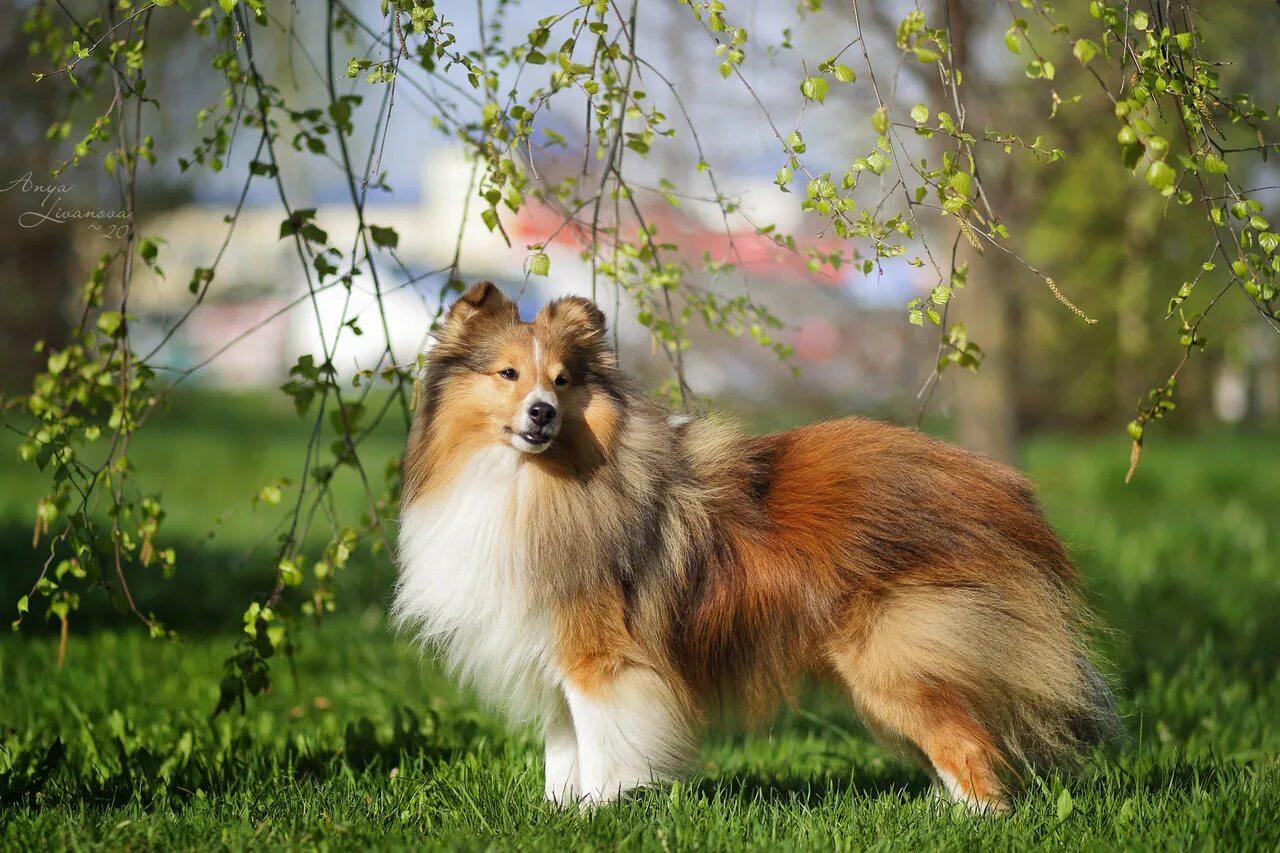 Сибфорум шелти. Шелти зовут арчи. Шелти или колли. Хиллер колли. Сибфорум шелти.