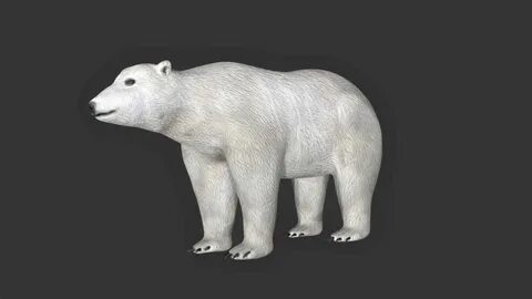 Bear 3d model