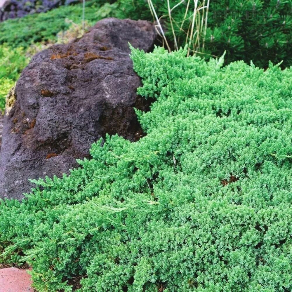 Стелющиеся хвойные. Можжевельник лежачий (Juniperus procumbens Nana).