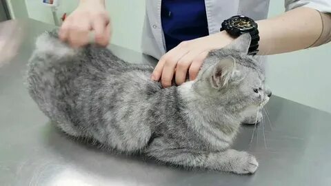 Шотландская кошка течка