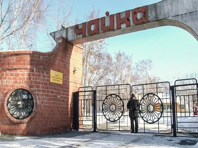 Чайка смолино. Чайка смолино