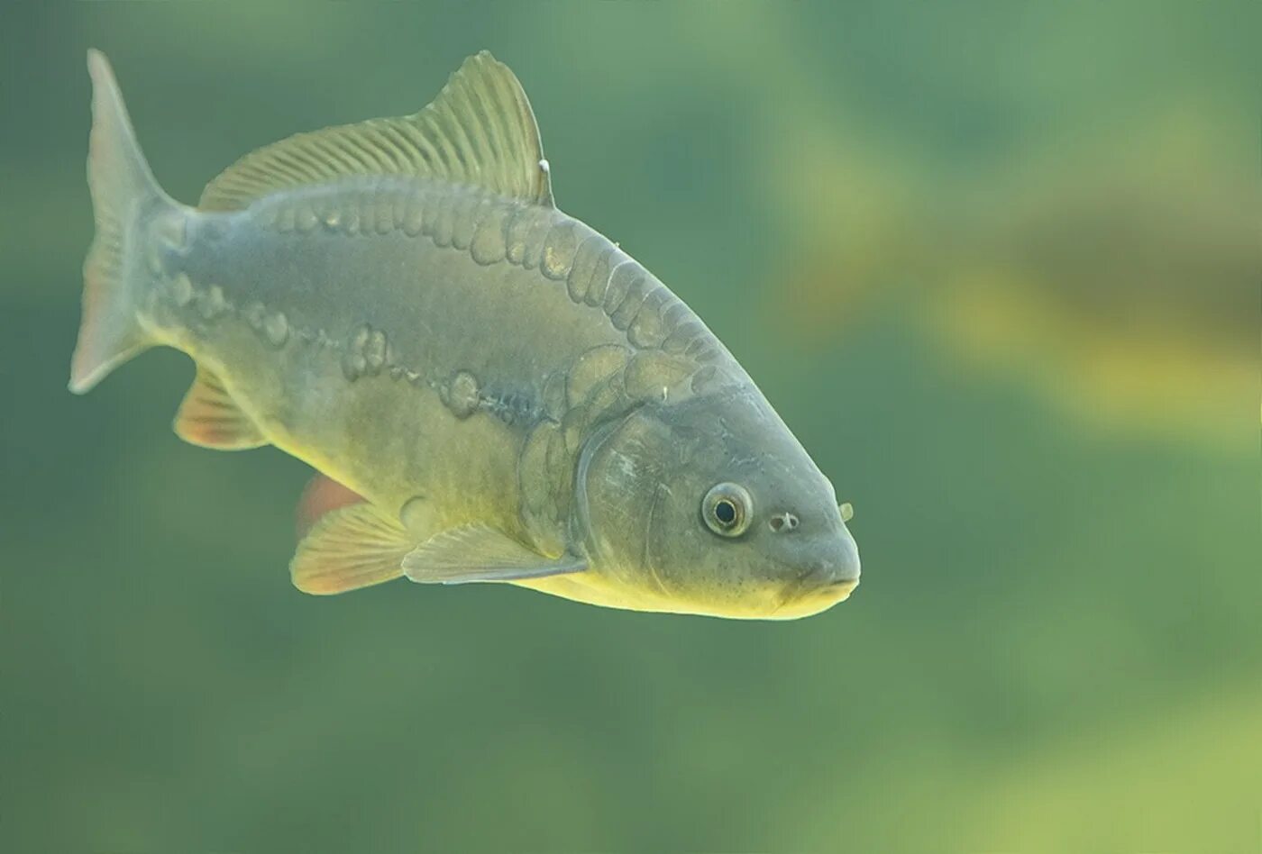 рыбалка на карпа. рыбалку зеркальный карп. рыбалку зеркальный карп. трофейный зеркальный карп. кукуруза на сазана.