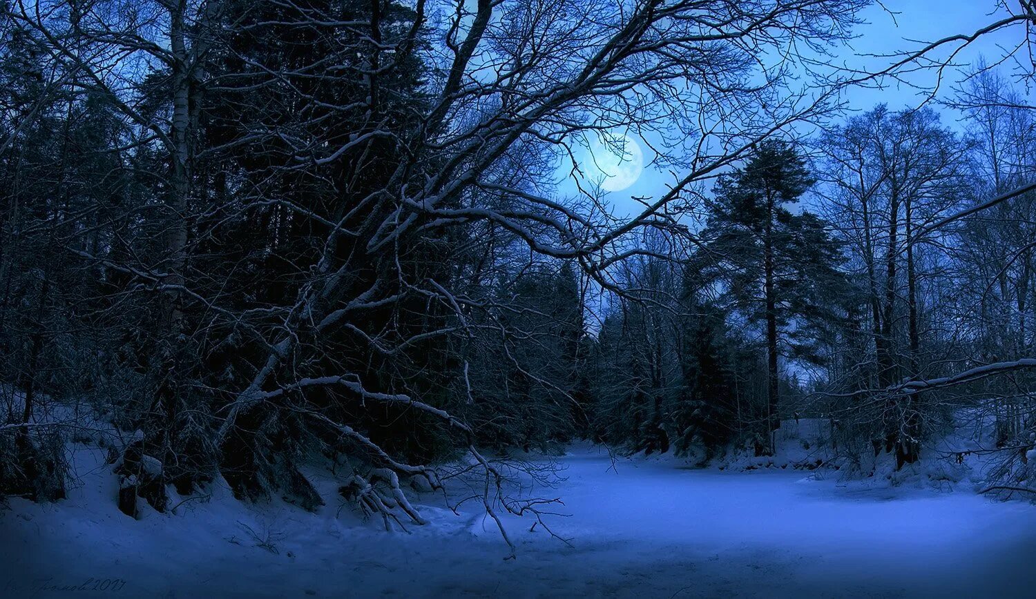 Мрачный снег. Еловый темный лес Угра. Ночной зимний лес. Зимний лес ночью. Лес зимой ночью.