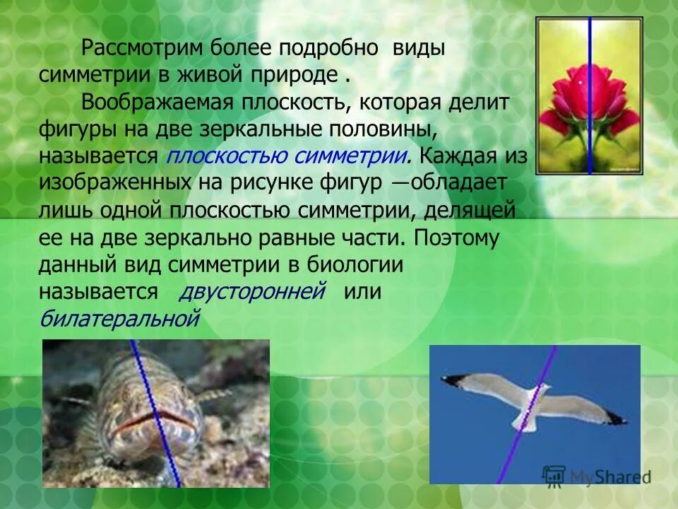 Тип симметрии змей. Симметрия в живой природе. Билатеральная симметрия у растений. Что такое плоскость симметрии в биологии. Тип симметрии Колибри.