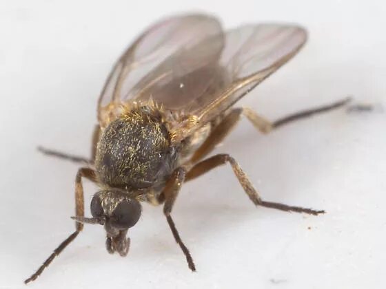Мошки simuliidae. Мошки simuliidae. Black flies. Муха гнус. Мошка симулиум.