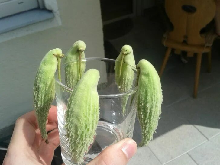 Что нибудь похожее на это