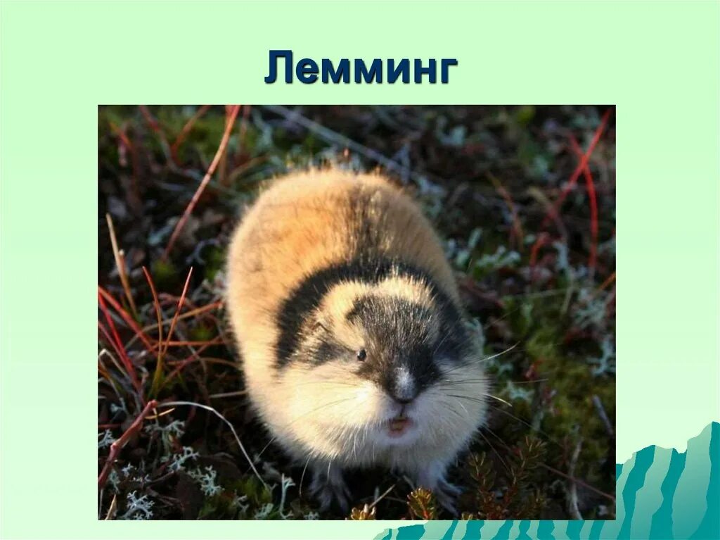 Лемминг фото и описание. Лемминг природная зона. зона тундры лемминги. природная зона тундра лемминг. лемминг интересные факты.