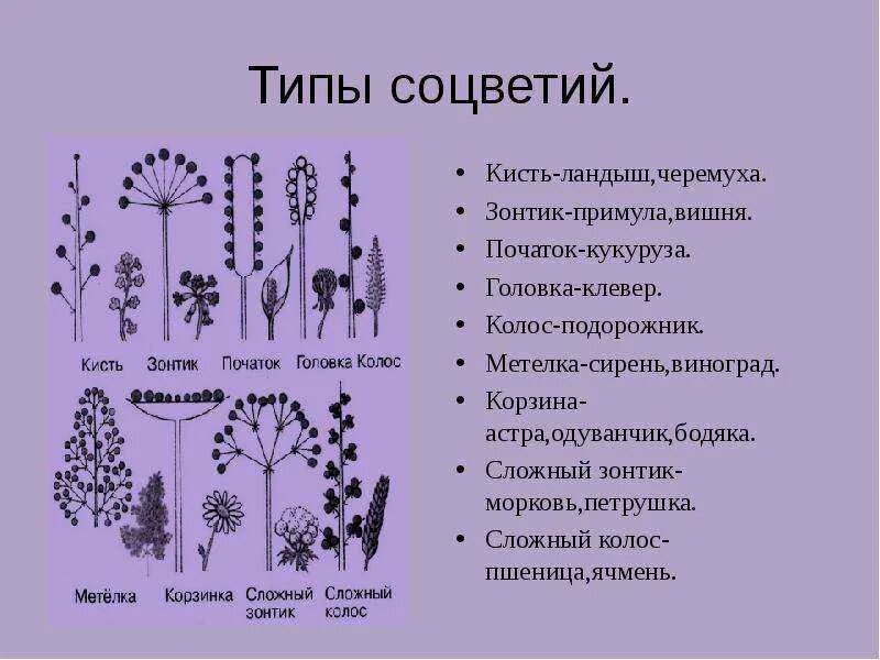 Зонтик початок. Типы простых соцветий 6 класс биология. Схемы соцветий 6 класс биология. Типы соцветий 6 класс биология кисть растения. Строение соцветия.