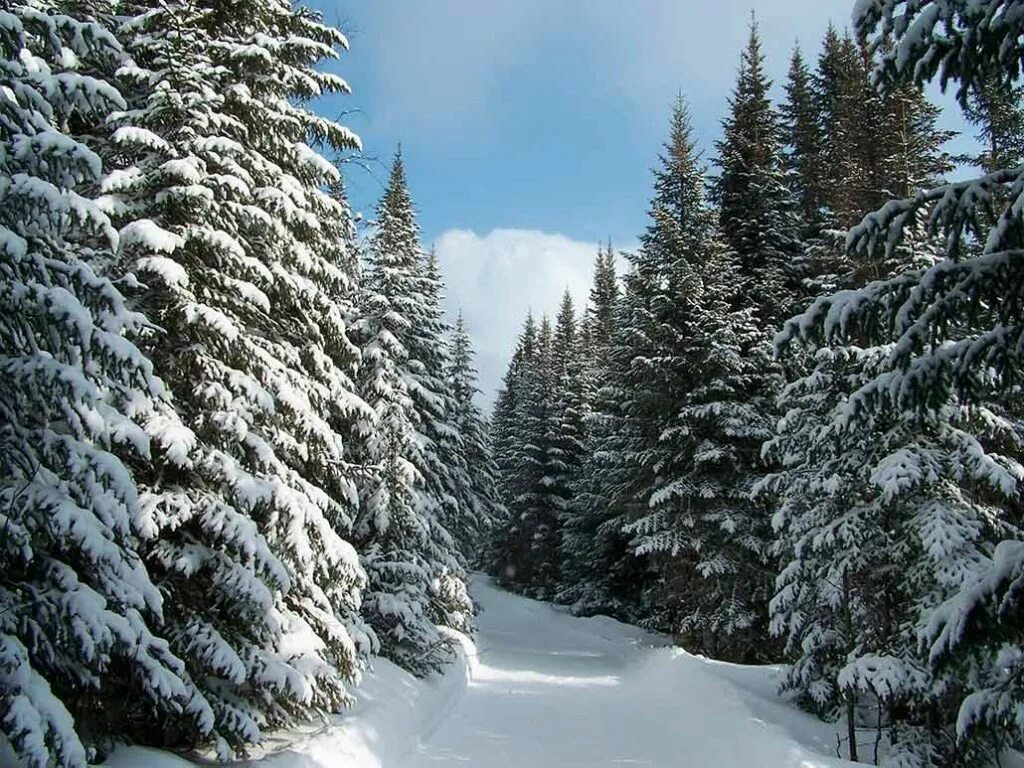 Плотный зимний. Зимний лес. Зимой в лесу. Снежный лес. Зимний еловый лес.