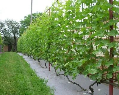 Влага для винограда