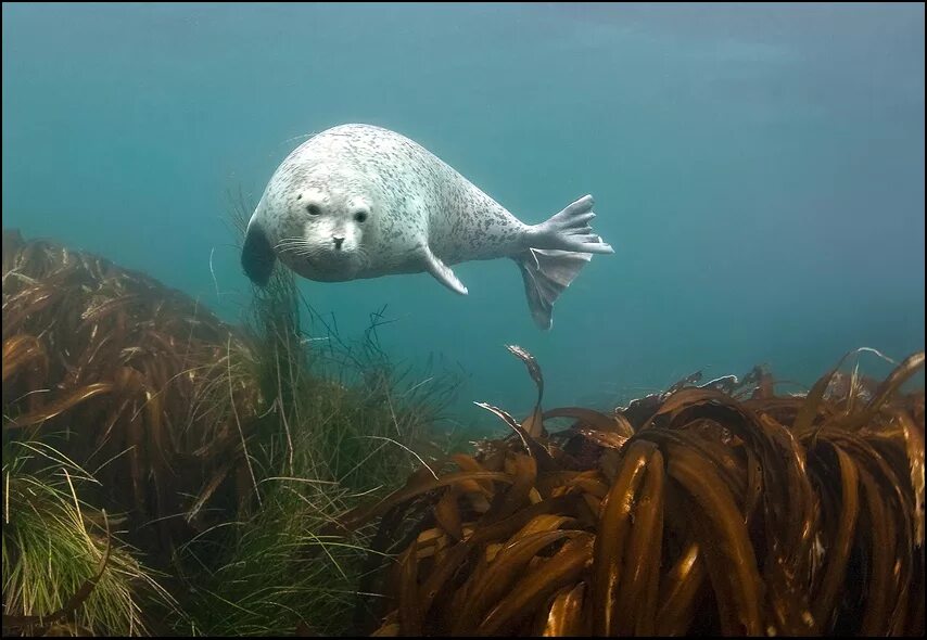 белобрюхий тюлень, средиземноморский тюлень-монах. какие обитатели. головоногие моллюски осьминог синекольчатый. черное море обитатели моря. водные животные.