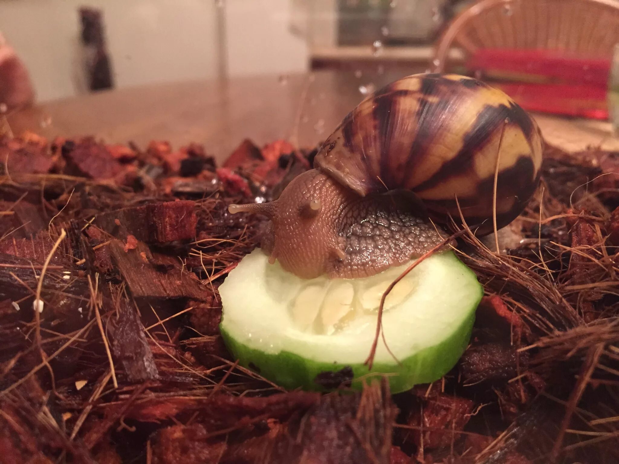 Домик для улитки. Хищные улитки ахатины. улитка ахатина террариум. домик для улитки ахатины. террариум для виноградной улитки.