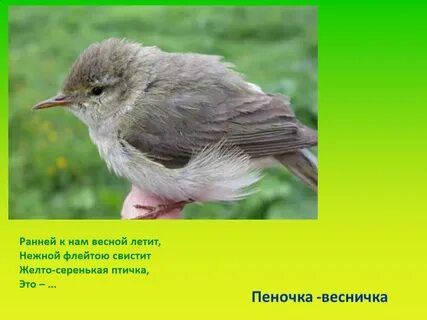 Птицы ударение