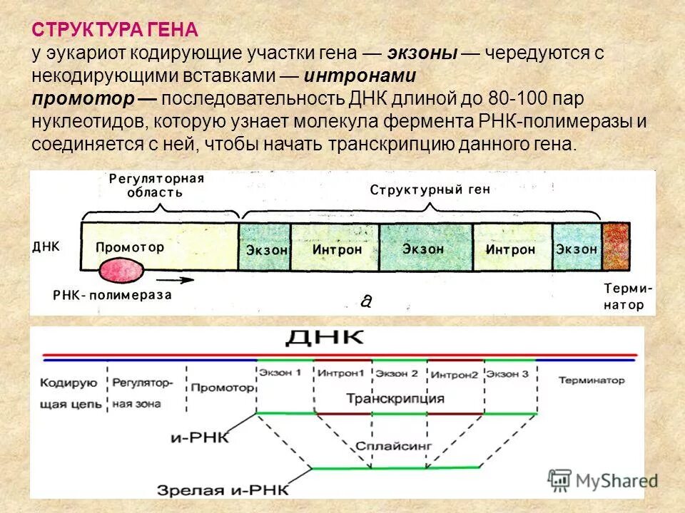 Структура Гена эукариот схема. Структура Гена прокариот схема. Структура Гена экзоны интроны. Строение Гена эукариот.