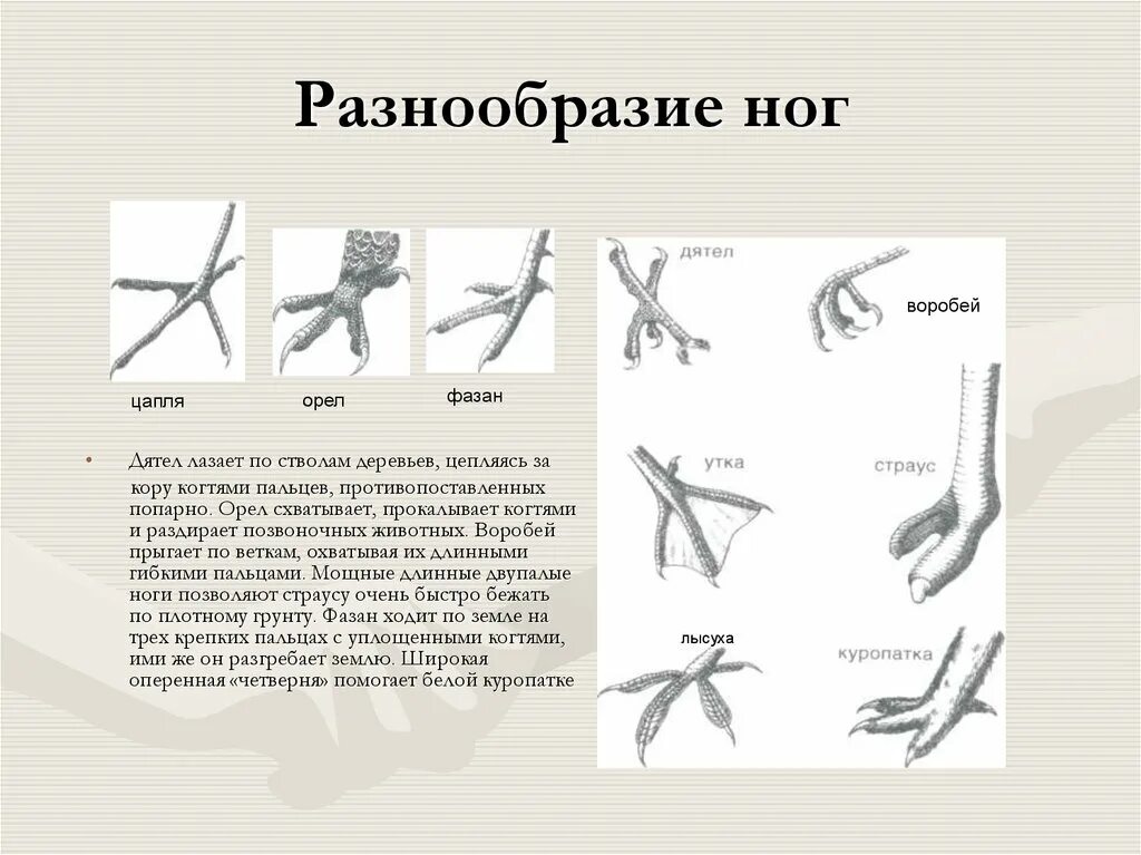 Разнообразие конечностей птиц. Строение конечностей птиц. Строение задней конечности птицы. Строение ноги птицы. Лапка ласточки