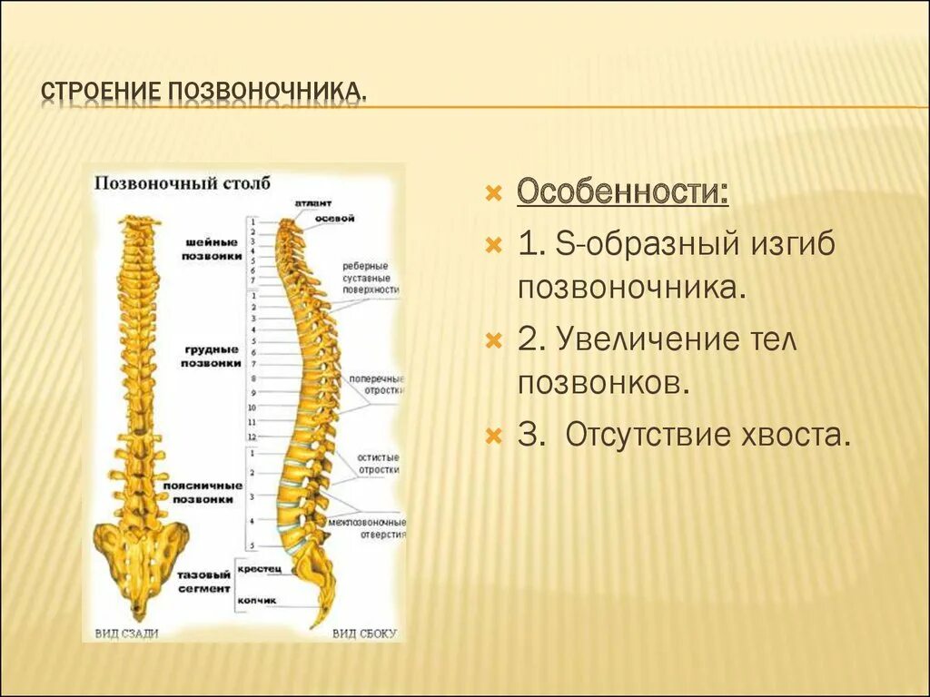 Особенность позвоночника человека