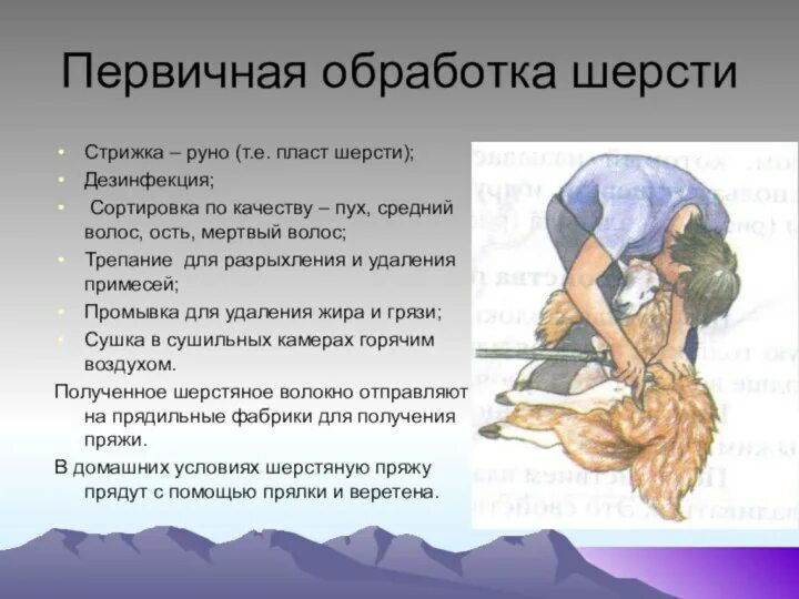 Первичная обработка шерсти. Первичная обработка шерчои. этапы первичной обработки шерсти. доклад про обработка шерсти.