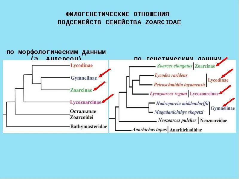 Дано филогенетическое древо отражающее взаимоотношения. Филогенетическое древо рыб. филогенетическая систематика. филогенетические связи. эволюционное древо рыб.