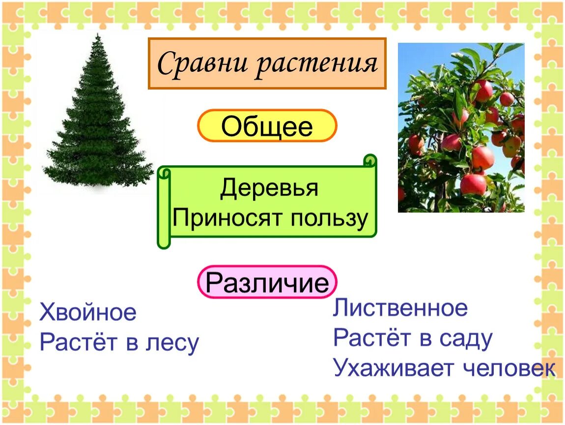 Различия хвойных и лиственных. Хвойные культурные растения. сравни деревья хвойные и лиственные. различия хвойных и лиственных растений. культурные деревья 2 класс.